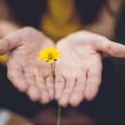 Person holding a small yellow flower in their open hands.