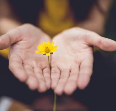Person holding a small yellow flower in their open hands.