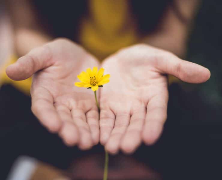 Person holding a small yellow flower in their open hands.
