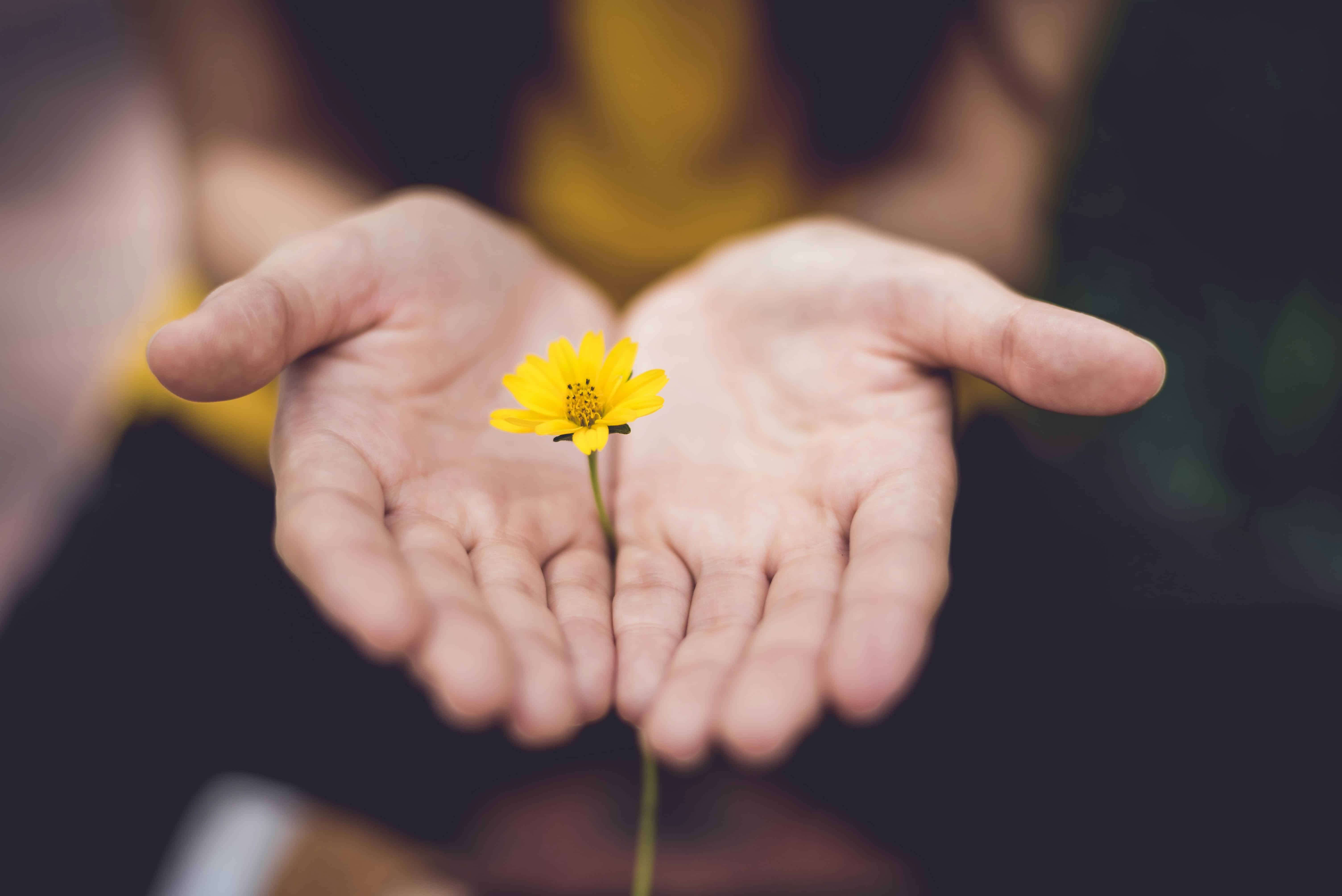 Person holding a small yellow flower in their open hands.