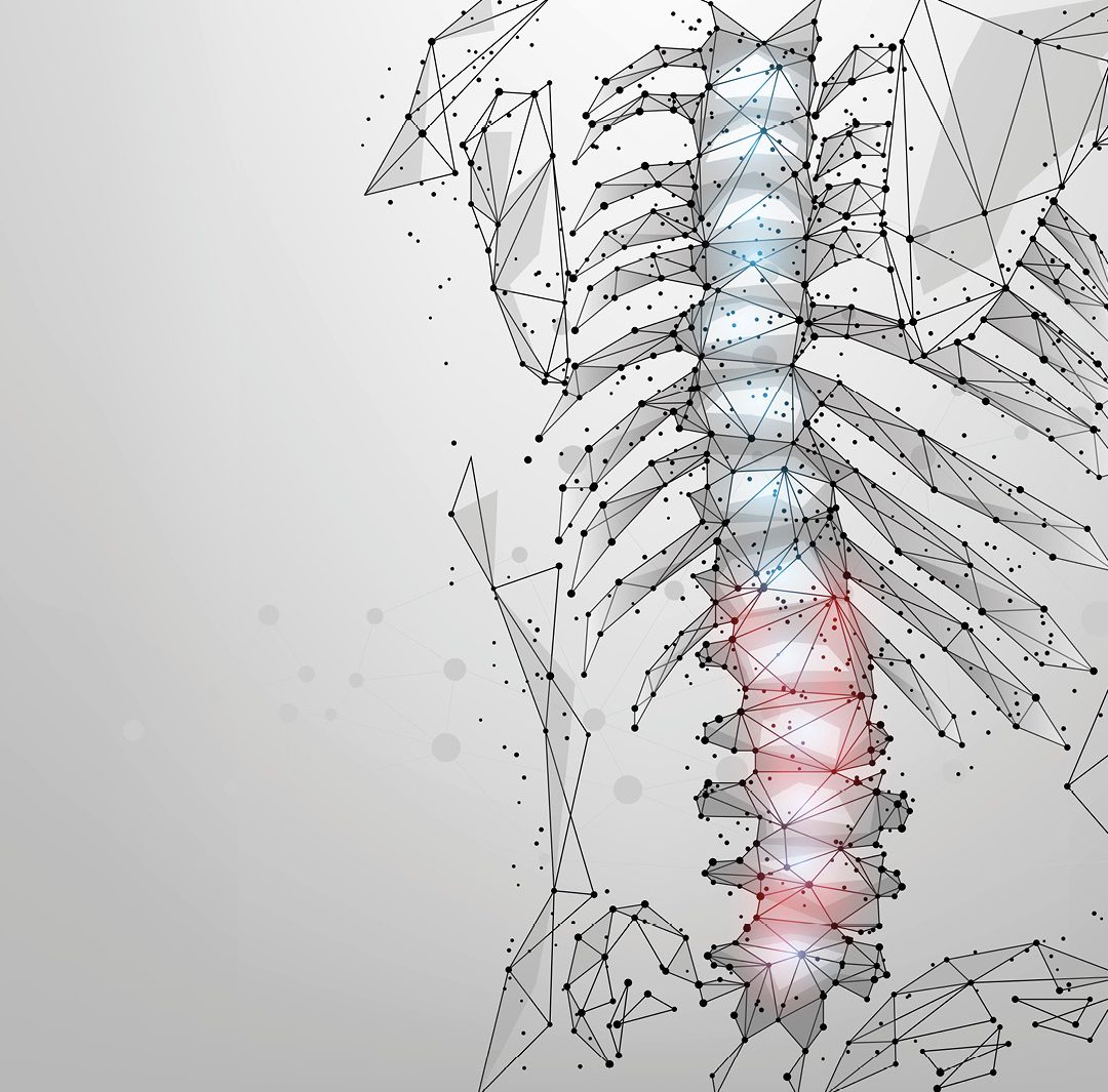 a low-poly, digital wireframe illustration of the human ribcage and spine viewed from the side