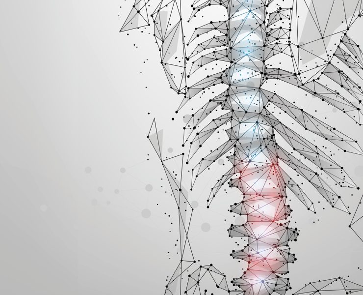 a low-poly, digital wireframe illustration of the human ribcage and spine viewed from the side