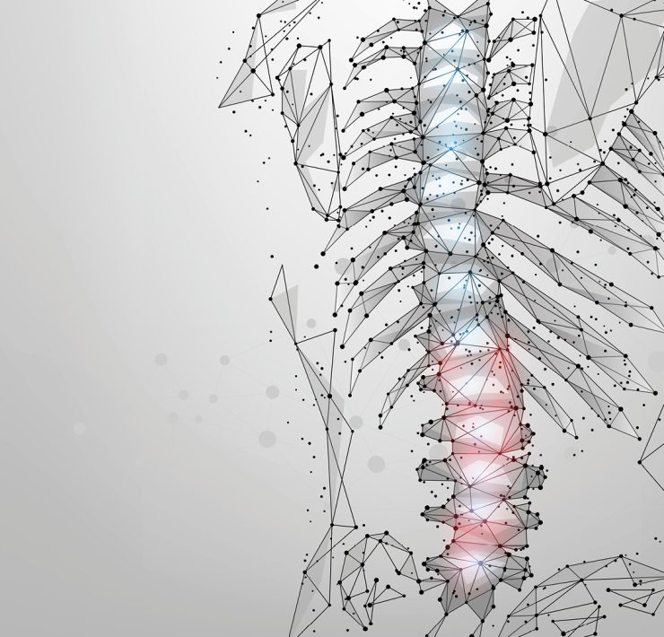 a low-poly, digital wireframe illustration of the human ribcage and spine viewed from the side